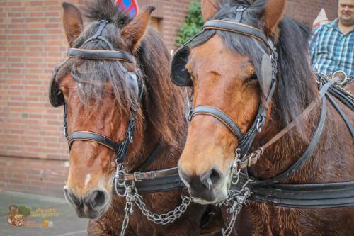 DreigestirnGleuelHofburgeinweihung041